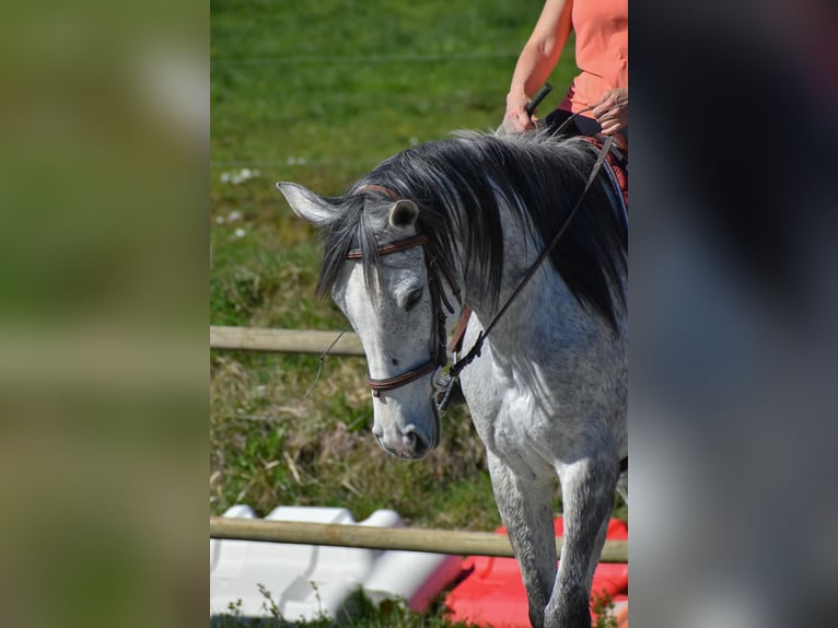 Weitere Vollblüter Stute 9 Jahre 160 cm Schimmel in L'Aiguillon
