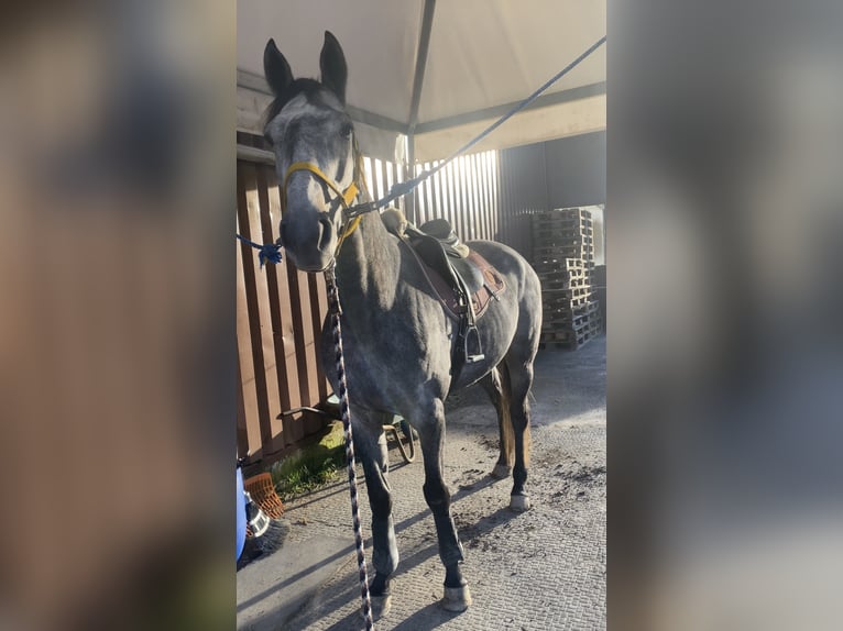 Weitere Vollblüter Stute 9 Jahre 160 cm Schimmel in Groß-Bieberau