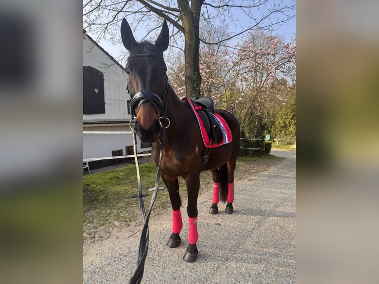 Weitere Vollblüter Stute 9 Jahre 165 cm Brauner in Essen