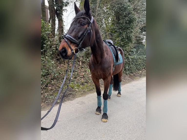 Weitere Vollblüter Stute 9 Jahre 165 cm Brauner in Essen