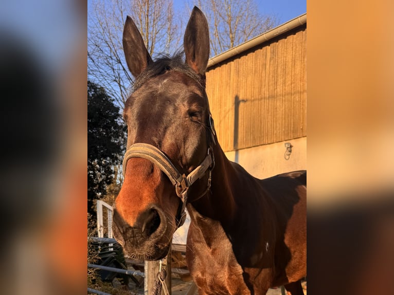 Weitere Vollblüter Stute 9 Jahre 165 cm Brauner in Essen