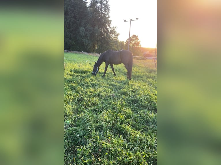 Weitere Vollblüter Wallach 10 Jahre 160 cm Rappe in Selb