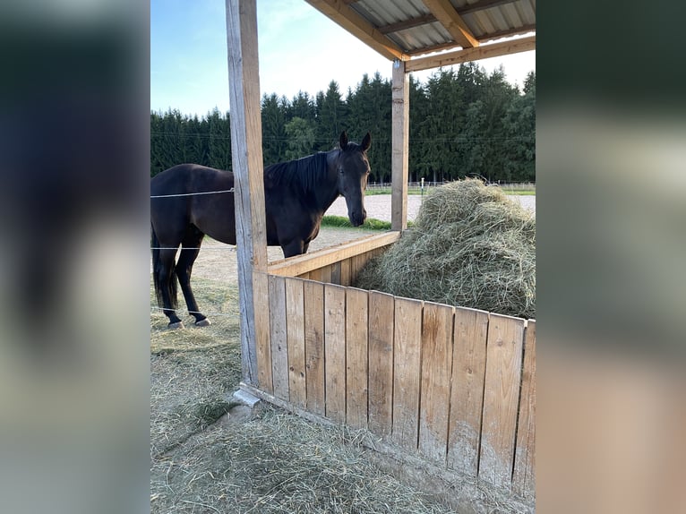 Weitere Vollblüter Wallach 10 Jahre 160 cm Rappe in Selb