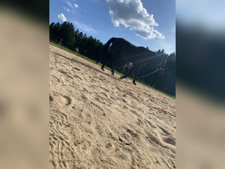 Weitere Vollblüter Wallach 10 Jahre 160 cm Rappe in Selb
