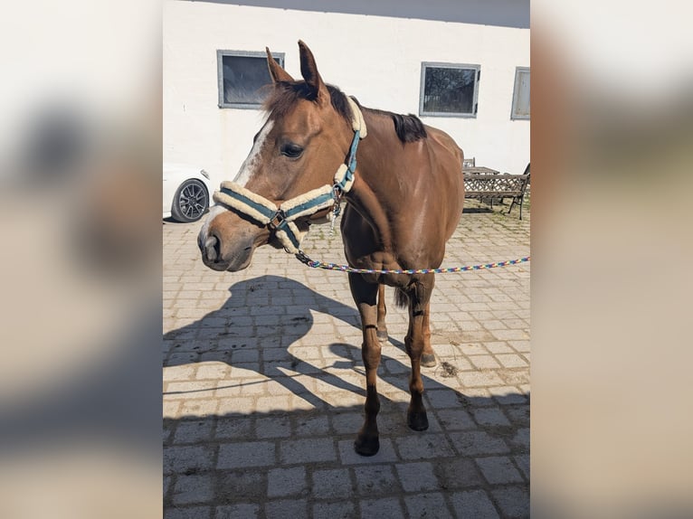 Weitere Vollblüter Wallach 10 Jahre 165 cm Dunkelfuchs in Stein an der Traun
