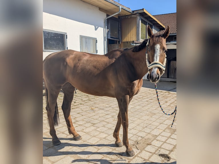 Weitere Vollblüter Wallach 10 Jahre 165 cm Dunkelfuchs in Stein an der Traun