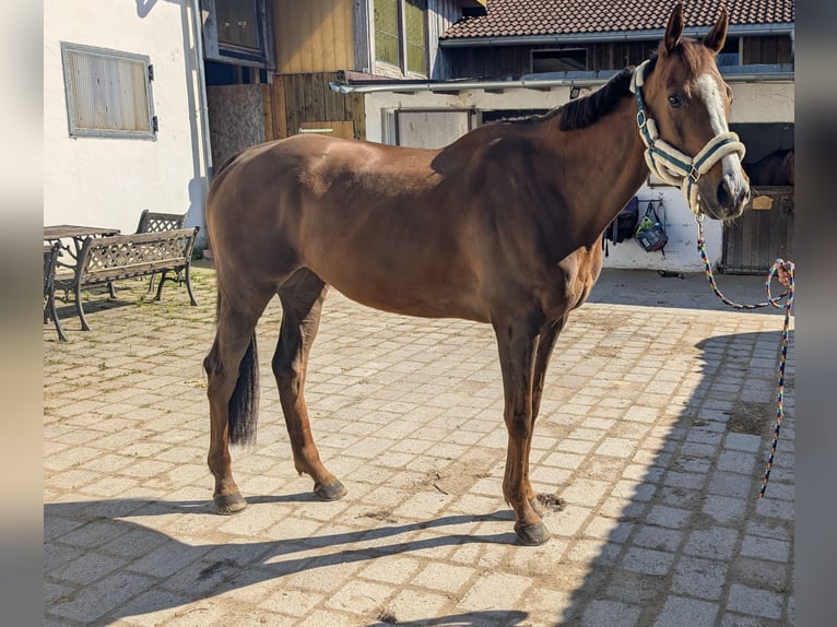 Weitere Vollblüter Wallach 10 Jahre 165 cm Dunkelfuchs in Stein an der Traun