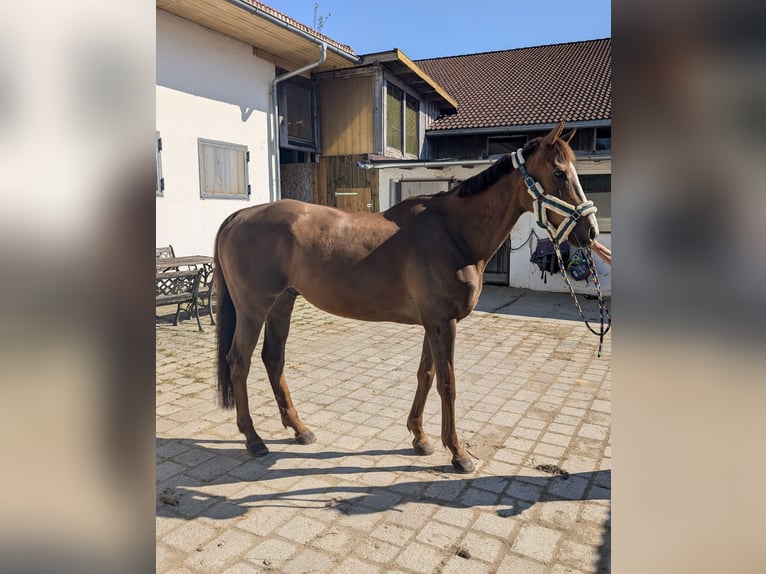 Weitere Vollblüter Wallach 10 Jahre 165 cm Dunkelfuchs in Stein an der Traun