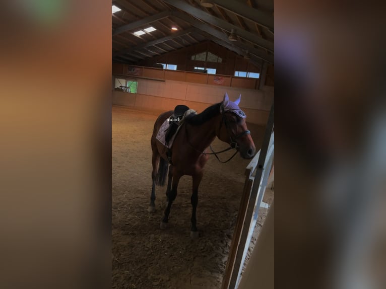 Weitere Vollblüter Wallach 10 Jahre 172 cm Brauner in Pennewang