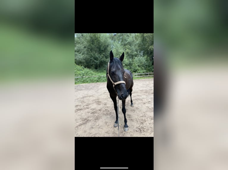 Weitere Vollblüter Wallach 11 Jahre 160 cm Rappe in Selb