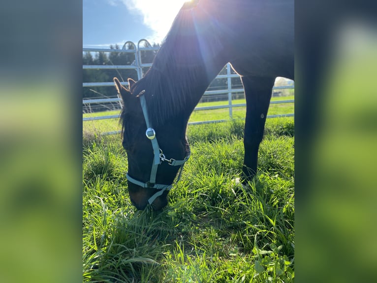 Weitere Vollblüter Wallach 11 Jahre 160 cm Rappe in Selb