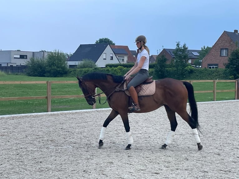 Weitere Vollblüter Wallach 11 Jahre 165 cm Brauner in Waregem