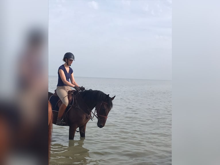 Weitere Vollblüter Wallach 11 Jahre 165 cm Brauner in Waregem