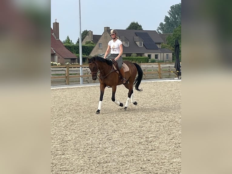 Weitere Vollblüter Wallach 11 Jahre 165 cm Brauner in Waregem
