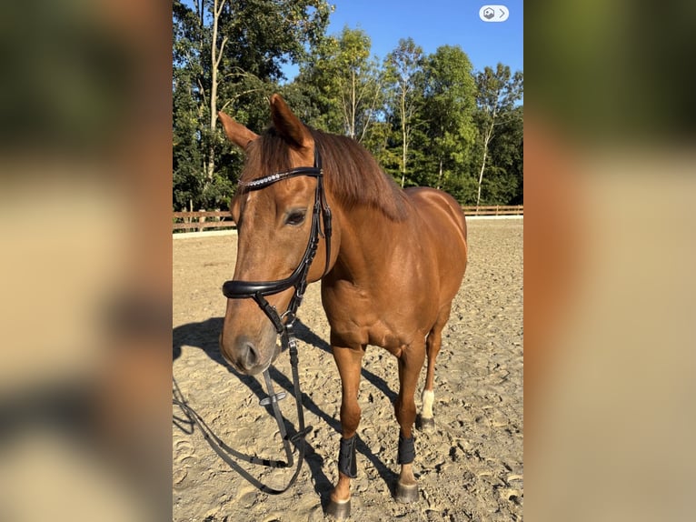 Weitere Vollblüter Wallach 11 Jahre 165 cm Fuchs in Schmallenberg