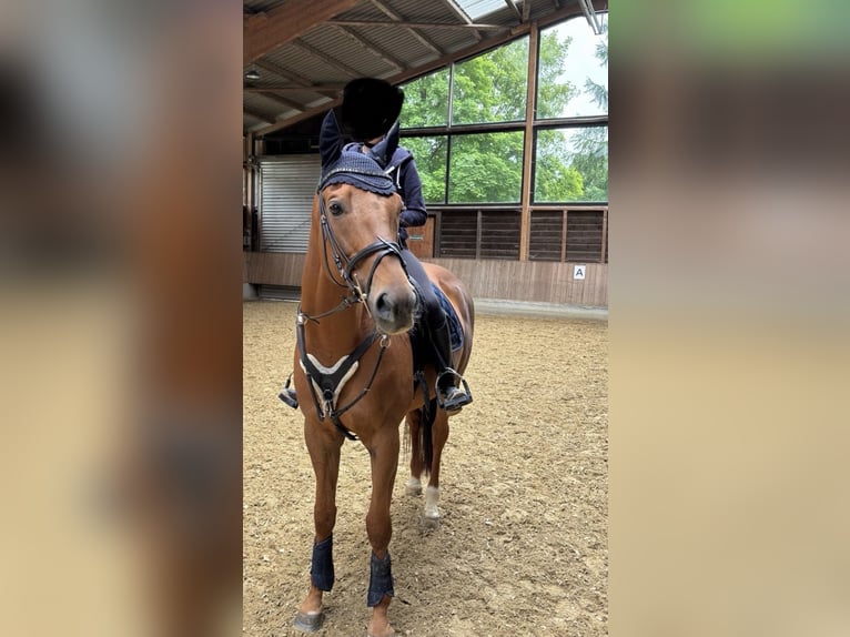 Weitere Vollblüter Wallach 11 Jahre 165 cm Fuchs in Schmallenberg