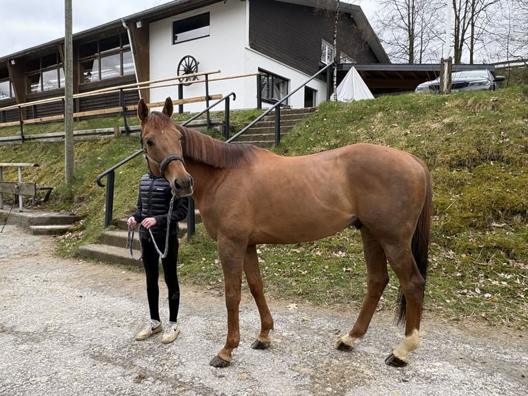 Weitere Vollblüter Wallach 11 Jahre 165 cm Fuchs in Schmallenberg