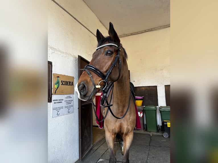 Weitere Vollblüter Wallach 11 Jahre 167 cm Brauner in Merate(LC)