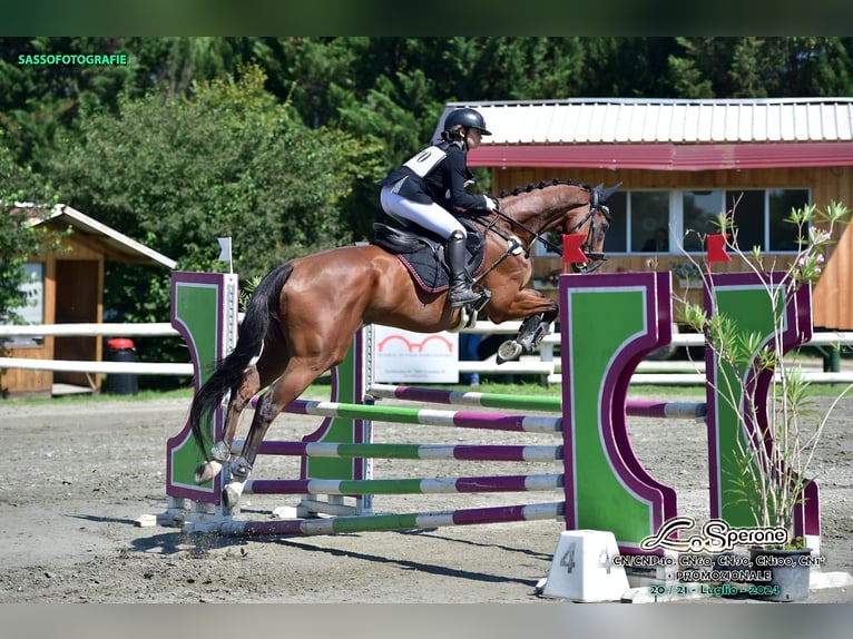 Weitere Vollblüter Wallach 11 Jahre 167 cm Brauner in Merate(LC)