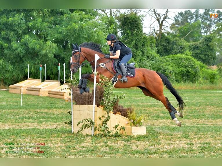 Weitere Vollblüter Wallach 11 Jahre 167 cm Brauner in Merate(LC)