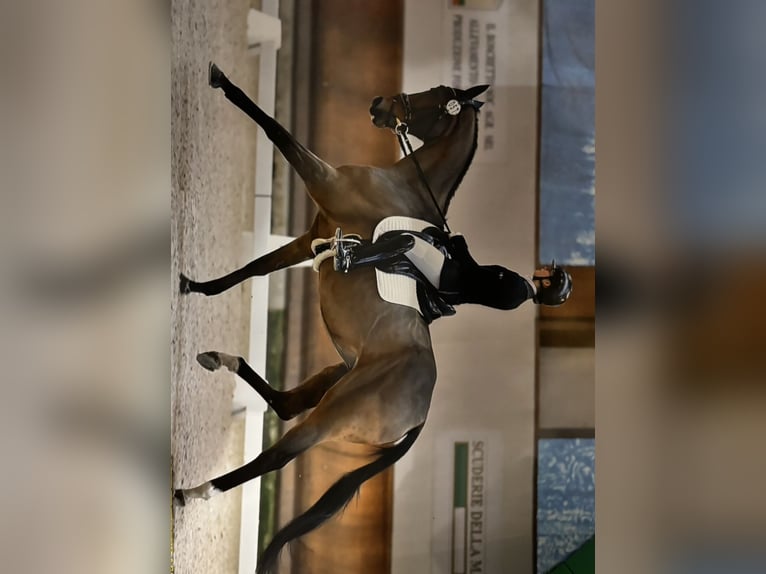 Weitere Vollblüter Wallach 11 Jahre 167 cm Rotbrauner in Cassina Fra Martino