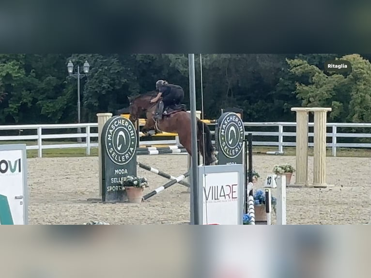 Weitere Vollblüter Wallach 11 Jahre 167 cm Rotbrauner in Cassina Fra Martino