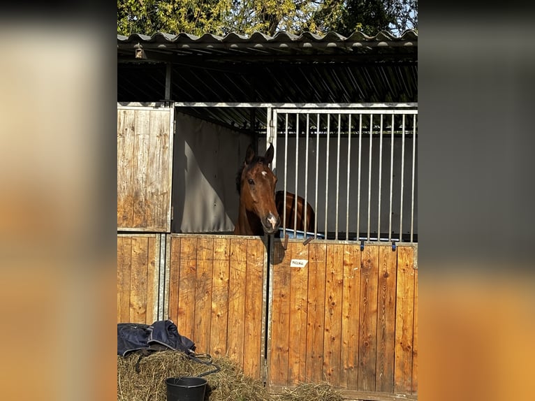Weitere Vollblüter Wallach 11 Jahre 167 cm Rotbrauner in Cassina Fra Martino