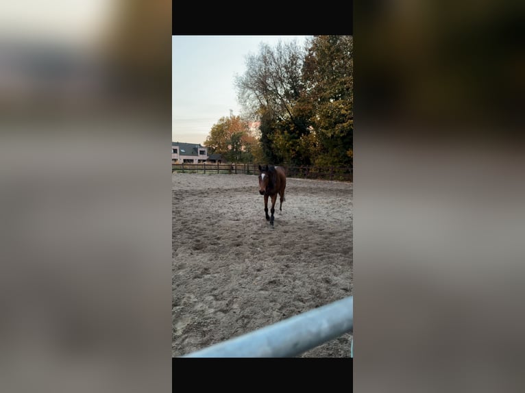 Weitere Vollblüter Wallach 11 Jahre 170 cm  in Berendrecht