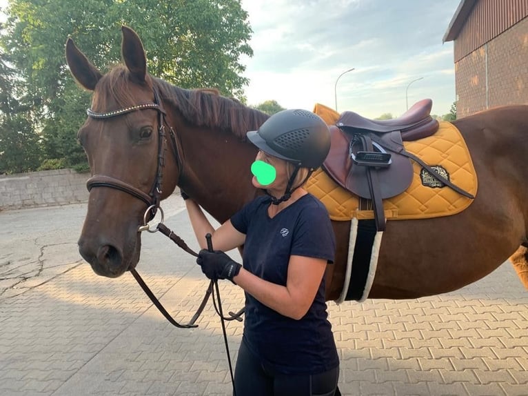 Weitere Vollblüter Wallach 12 Jahre 162 cm Fuchs in Tönisvorst
