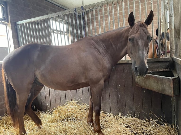 Weitere Vollblüter Wallach 12 Jahre 162 cm Fuchs in Tönisvorst