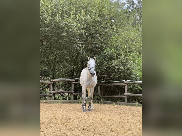 Weitere Vollblüter Wallach 12 Jahre 163 cm Schimmel in Limoges