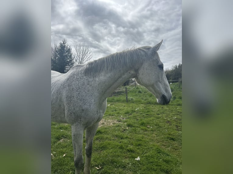Weitere Vollblüter Wallach 12 Jahre 163 cm Schimmel in Limoges
