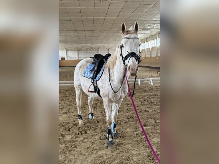 Weitere Vollblüter Wallach 12 Jahre 164 cm Fliegenschimmel in Athenstedt