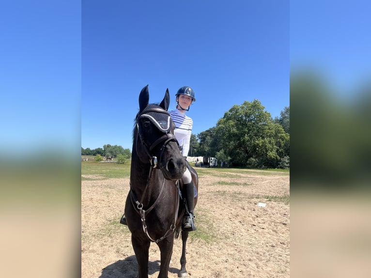 Weitere Vollblüter Wallach 12 Jahre 165 cm Dunkelbrauner in Żórawina