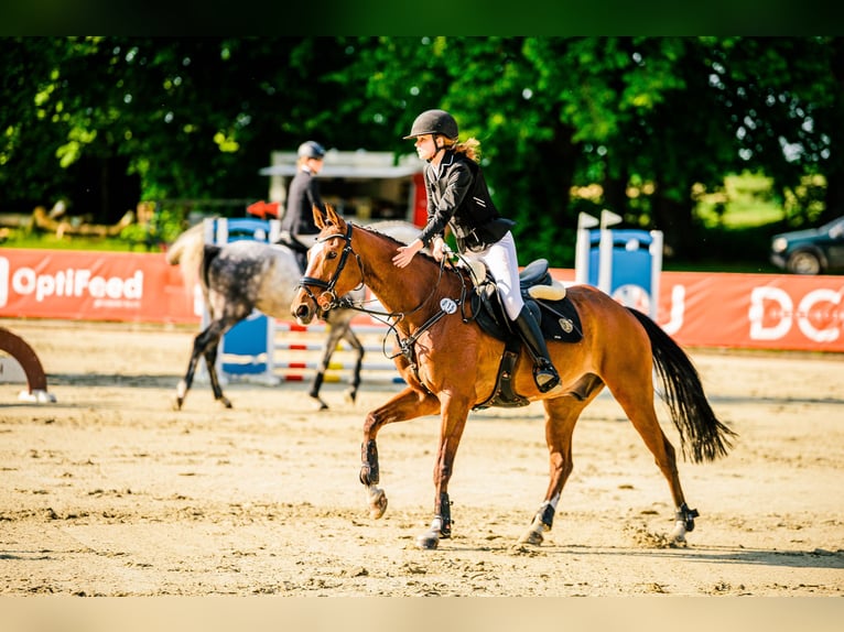 Weitere Vollblüter Wallach 12 Jahre 165 cm Rotbrauner in Zielona Góra