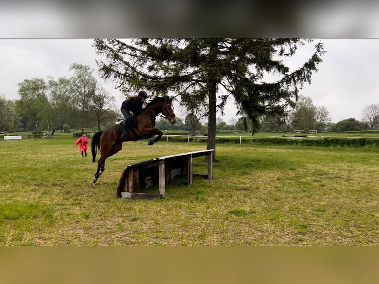 Weitere Vollblüter Wallach 12 Jahre 165 cm Rotbrauner in Zielona Góra