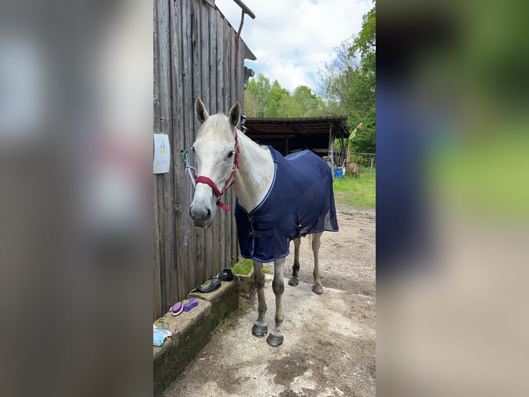 Weitere Vollblüter Wallach 12 Jahre 165 cm Schimmel in Limoges