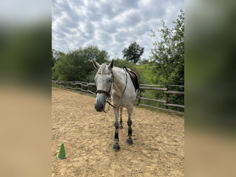 Weitere Vollblüter Wallach 12 Jahre 165 cm Schimmel in Limoges