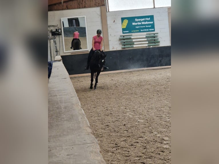 Weitere Vollblüter Wallach 13 Jahre 160 cm Dunkelbrauner in Ballrechten-Dottingen