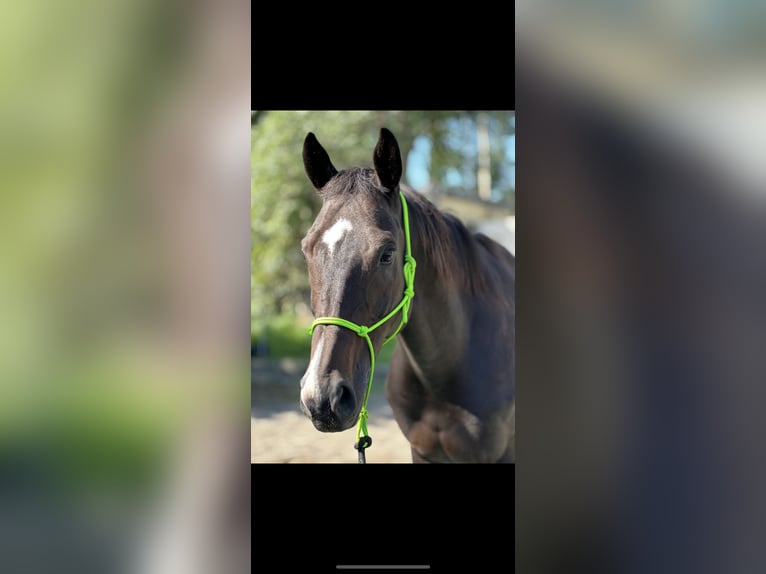 Weitere Vollblüter Wallach 13 Jahre 160 cm Dunkelbrauner in Ballrechten-Dottingen