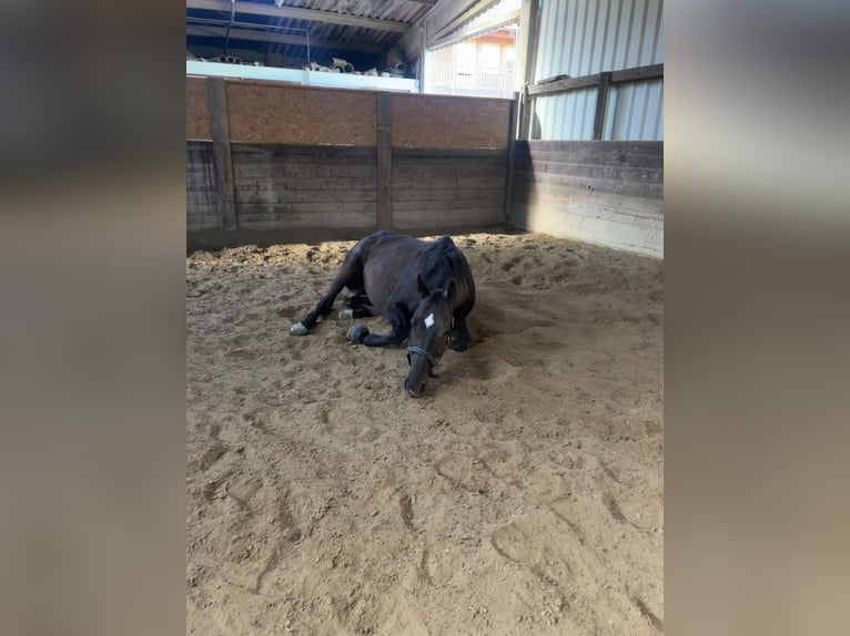 Weitere Vollblüter Mix Wallach 13 Jahre 160 cm Rappe in Allensbach