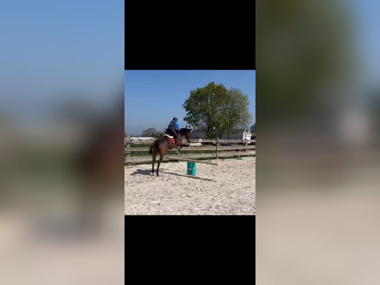 Weitere Vollblüter Wallach 13 Jahre 170 cm Brauner in Saint-Maur