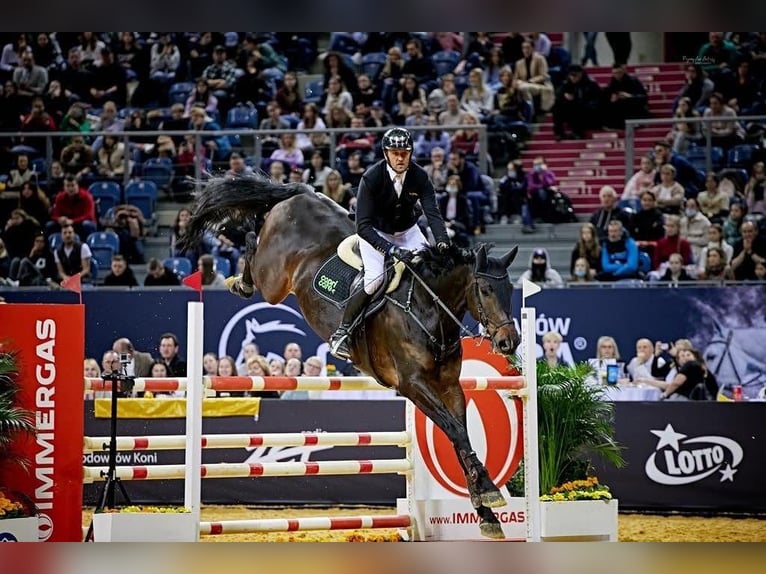 Weitere Vollblüter Wallach 13 Jahre 185 cm Schwarzbrauner in wieleń