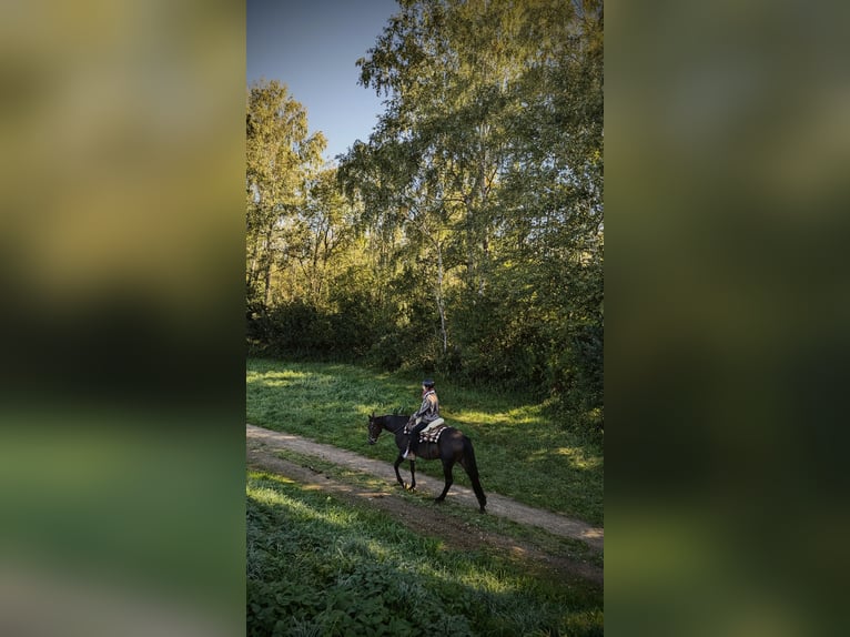 Weitere Vollblüter Wallach 14 Jahre 160 cm Brauner in Ettringen