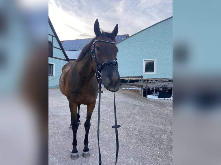 Weitere Vollblüter Wallach 14 Jahre 160 cm Dunkelbrauner in Feuchtwangen