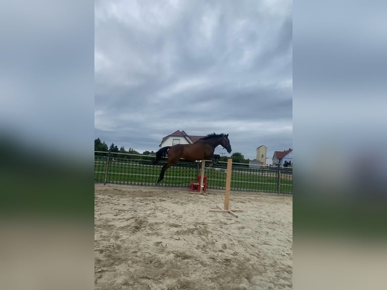 Weitere Vollblüter Wallach 14 Jahre 160 cm Dunkelbrauner in Feuchtwangen