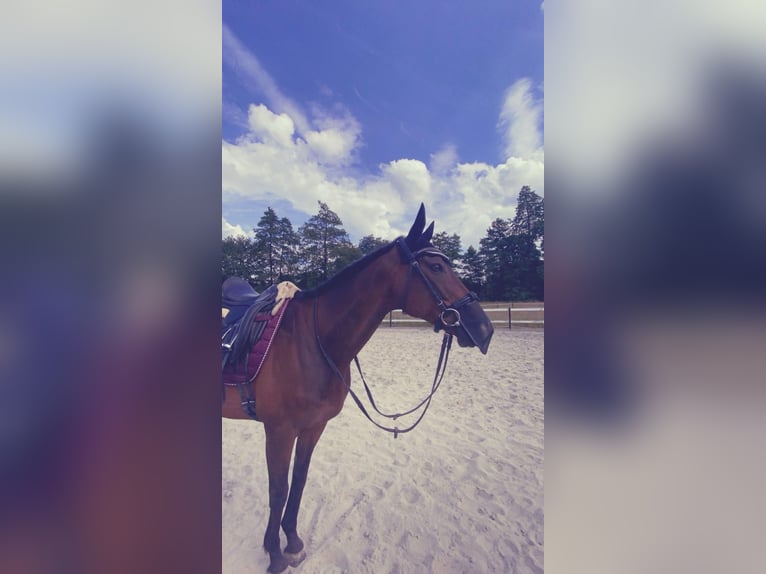 Weitere Vollblüter Wallach 14 Jahre 160 cm Dunkelbrauner in Feuchtwangen