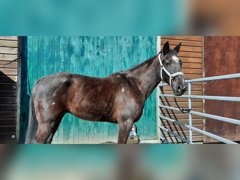 Weitere Vollblüter Wallach 14 Jahre 160 cm Rappe in Reesdorf