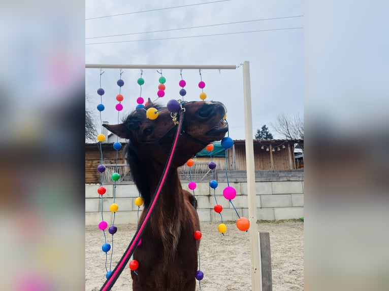 Weitere Vollblüter Mix Wallach 14 Jahre 162 cm Dunkelbrauner in Wellendingen
