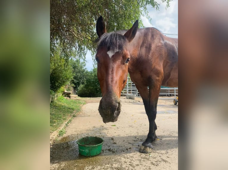 Weitere Vollblüter Mix Wallach 14 Jahre 162 cm Dunkelbrauner in Wellendingen